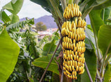 Musa acuminata | Dwarf Cavendish Banana | 10_Seeds