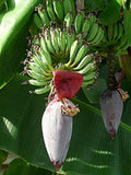 Musa bauensis | Rare Bornean Banana | 5_Seeds