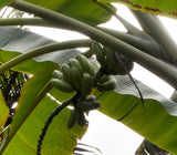 Musa bauensis | Rare Bornean Banana | 5_Seeds