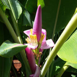 Musa bauensis | Rare Bornean Banana | 5_Seeds