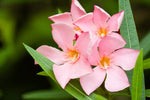 Nerium oleander Dwarf Peach | 20_Seeds