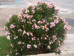 Nerium oleander Dwarf Peach | 20_Seeds