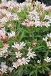 Nerium oleander Dwarf Peach | 20_Seeds
