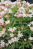Nerium oleander Dwarf Peach | 20_Seeds