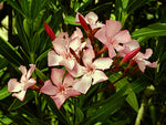 Nerium oleander Dwarf Peach | 20_Seeds