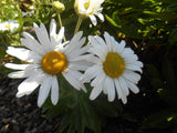 Nipponanthemum nipponicum | Nippon & Montauk Daisy | 20_Seeds