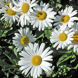Nipponanthemum nipponicum | Nippon & Montauk Daisy | 20_Seeds