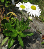 Nipponanthemum nipponicum | Nippon & Montauk Daisy | 20_Seeds
