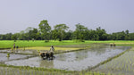 Oryza sativa Boka | Magic Rice of Assam | Kumol Saul | Boka Saul | 20_Seeds