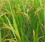 Oryza sativa Boka | Magic Rice of Assam | Kumol Saul | Boka Saul | 20_Seeds