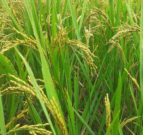 Oryza sativa Boka | Magic Rice of Assam | Kumol Saul | Boka Saul | 20_Seeds