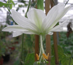 Passiflora tarminiana Alba | White Passion Flower | Banana Passionfruit Poka | 5_Seeds