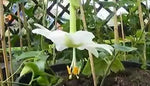 Passiflora tarminiana Alba | White Passion Flower | Banana Passionfruit Poka | 5_Seeds