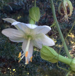 Passiflora tarminiana Alba | White Passion Flower | Banana Passionfruit Poka | 5_Seeds