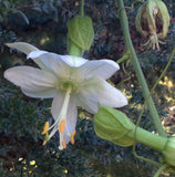 Passiflora tarminiana Alba | White Passion Flower | Banana Passionfruit Poka | 5_Seeds