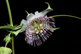 Passiflora adenopoda | Velcro Passion Flower | 5_Seeds