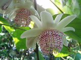Passiflora adenopoda | Velcro Passion Flower | 5_Seeds