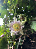 Passiflora adenopoda | Velcro Passion Flower | 5_Seeds