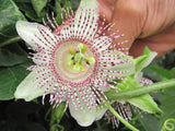 Passiflora adenopoda | Velcro Passion Flower | 5_Seeds