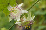 Passiflora adenopoda | Velcro Passion Flower | 5_Seeds