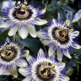 Passiflora Blue Delight | 10_Seeds