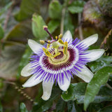 Passiflora Blue Delight | 10_Seeds