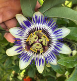 Passiflora Blue Delight | 10_Seeds