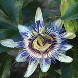 Passiflora Blue Delight | 10_Seeds