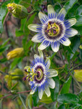 Passiflora Blue Delight | 10_Seeds