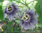 Passiflora Byron's Beauty | 5_Seeds