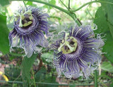 Passiflora Byron's Beauty | 5_Seeds