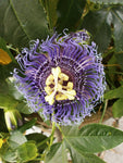 Passiflora Byron's Beauty | 5_Seeds