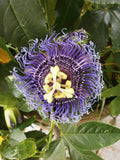 Passiflora Byron's Beauty | 5_Seeds