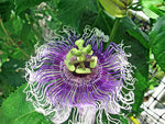 Passiflora Byron's Beauty | 5_Seeds
