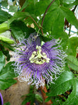 Passiflora Byron's Beauty | 5_Seeds