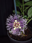 Passiflora Byron's Beauty | 5_Seeds