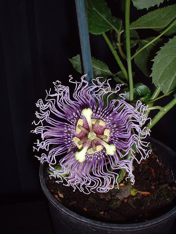 Passiflora Byron's Beauty | 5_Seeds