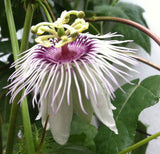 Passiflora dispar | 5_Seeds
