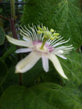 Passiflora dispar | 5_Seeds