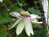 Passiflora dispar | 5_Seeds