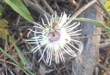 Passiflora dispar | 5_Seeds