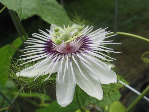 Passiflora dispar | 5_Seeds
