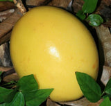 Passiflora edulis Long Gold | 10_Seeds