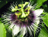Passiflora edulis Long Gold | 10_Seeds