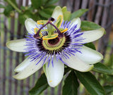 Passiflora edulis Long Gold | 10_Seeds