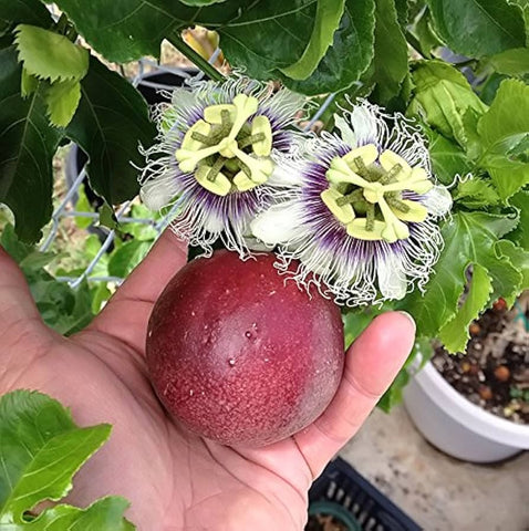 Passiflora edulis McGuffy Red | 5_Seeds