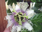 Passiflora edulis Sweetheart | 5_Seeds