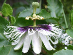 Passiflora edulis Red Giant | 5_Seeds
