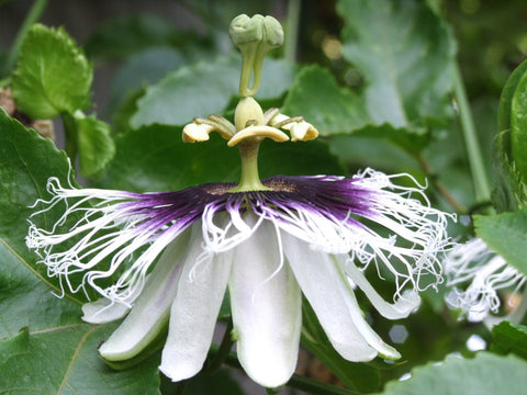 Passiflora edulis Red Giant | 5_Seeds