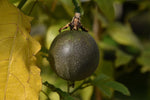 Passiflora edulis Toms Black | 10_Seeds